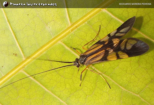 Trichoptera